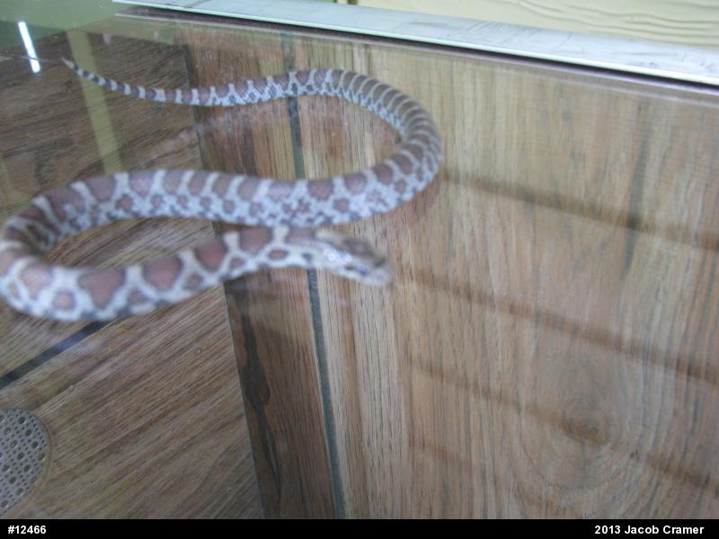 Eastern Milksnake