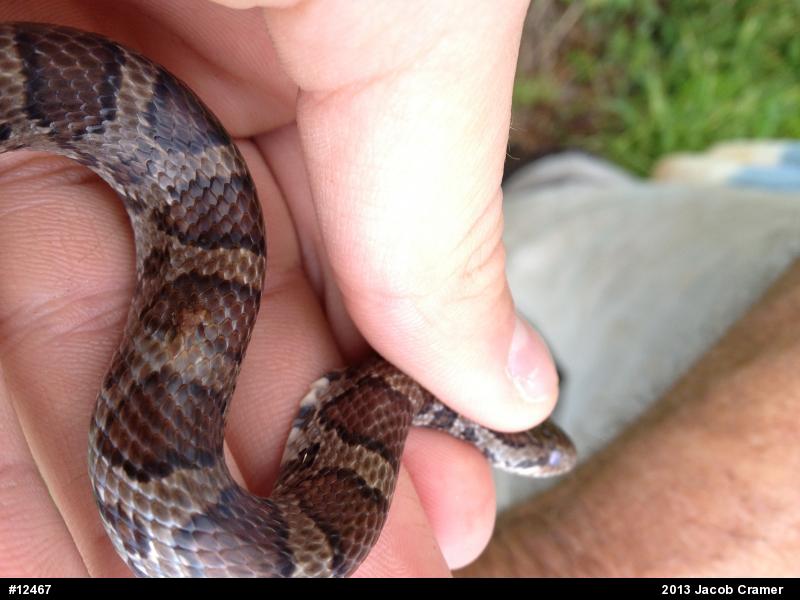 Eastern Milksnake