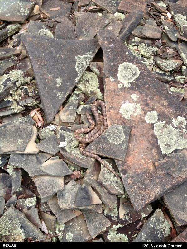 Eastern Milksnake