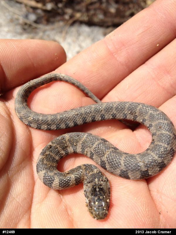 Northern Watersnake