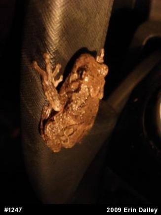 Gray Treefrog