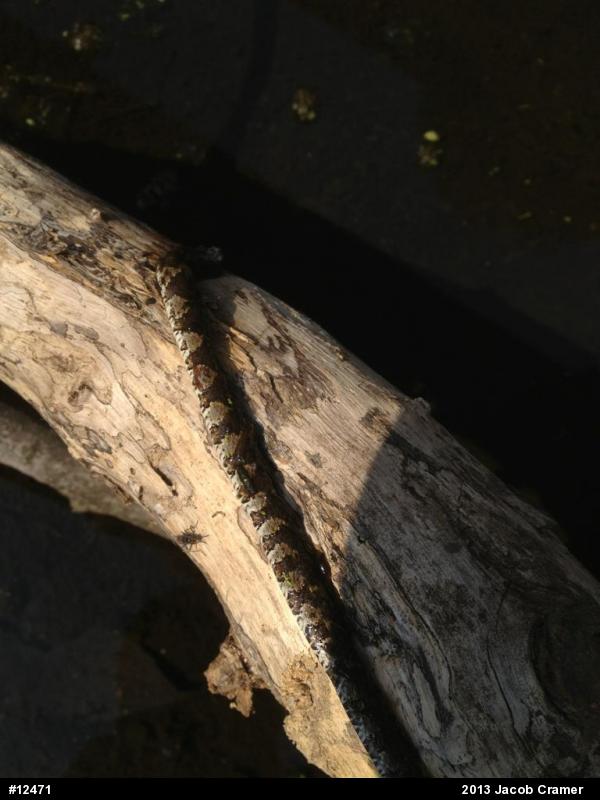 Northern Watersnake