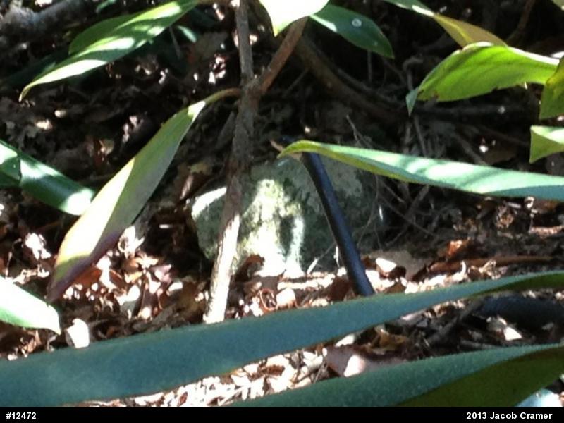 Northern Black Racer