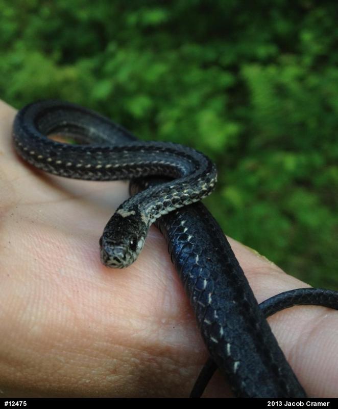 Red-bellied Snake