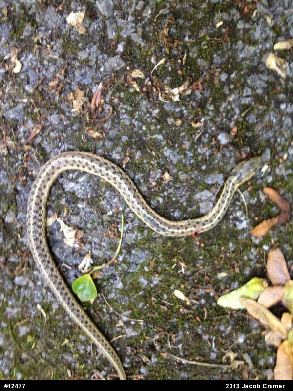 Eastern Gartersnake