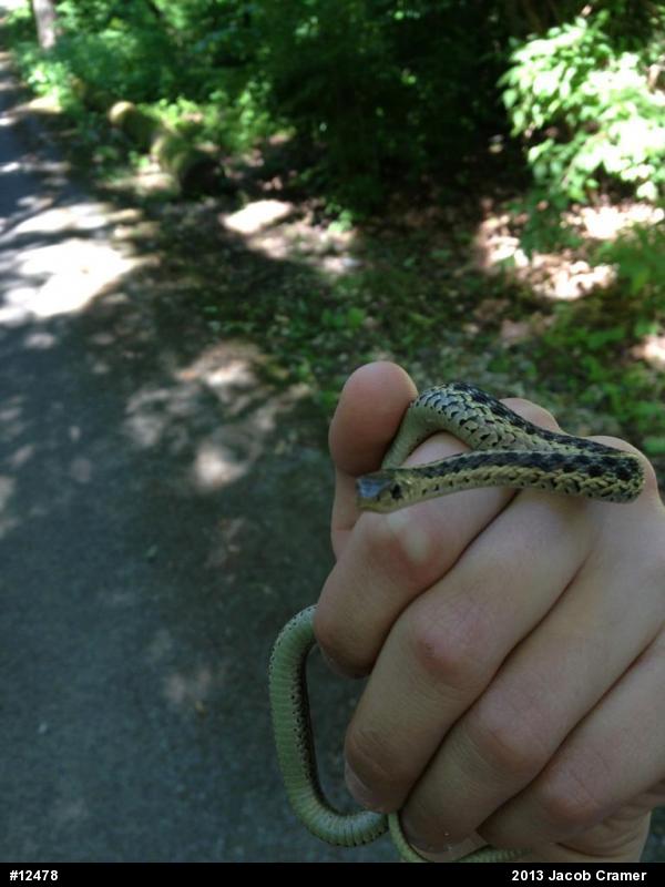 Eastern Gartersnake