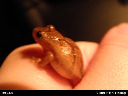 Spring Peeper