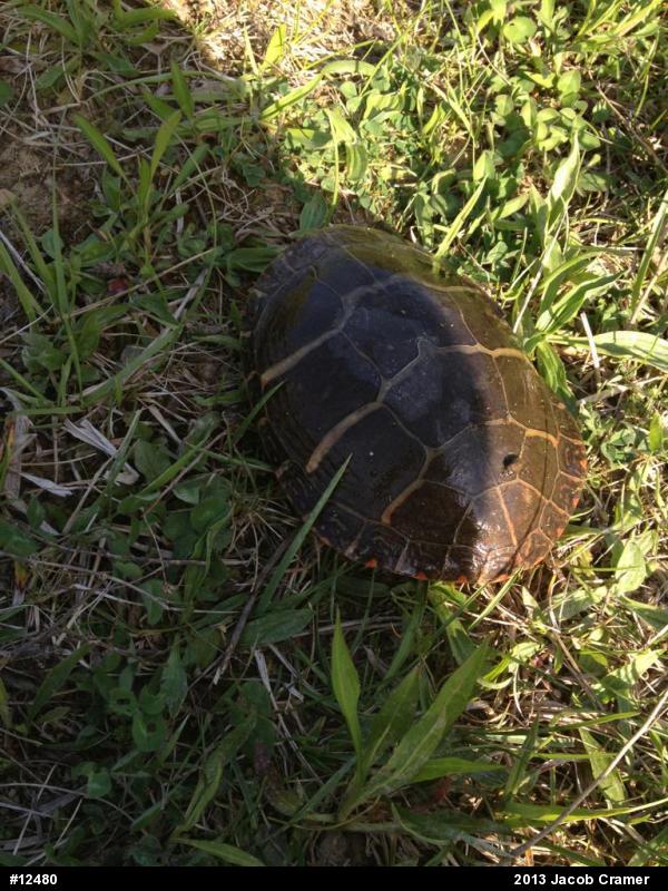 Eastern Painted Turtle
