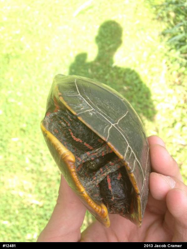 Eastern Painted Turtle
