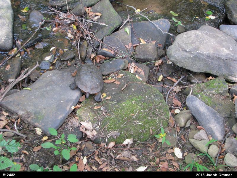 Wood Turtle