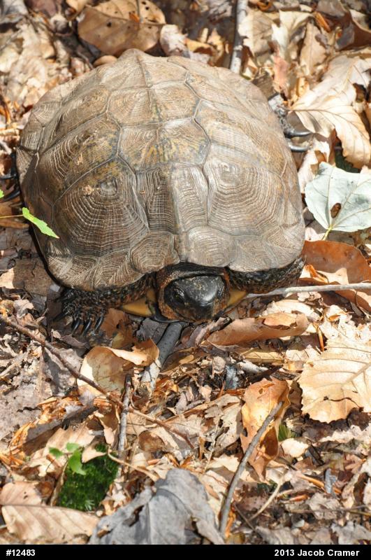 Wood Turtle