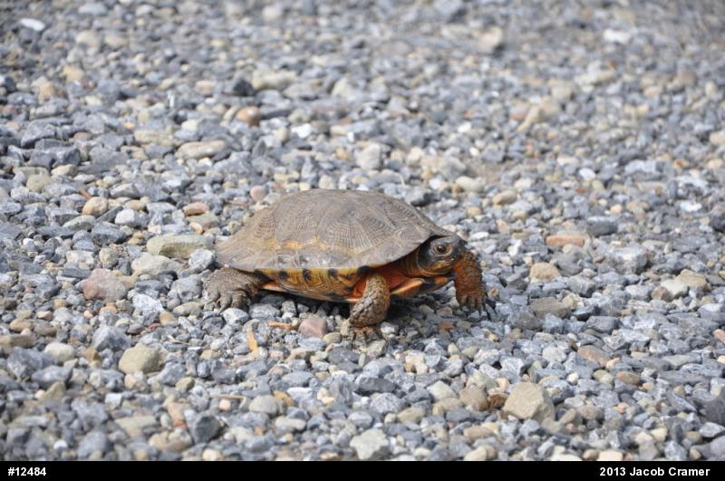 Wood Turtle