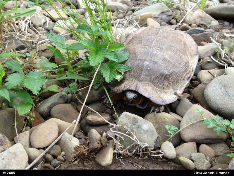 Wood Turtle