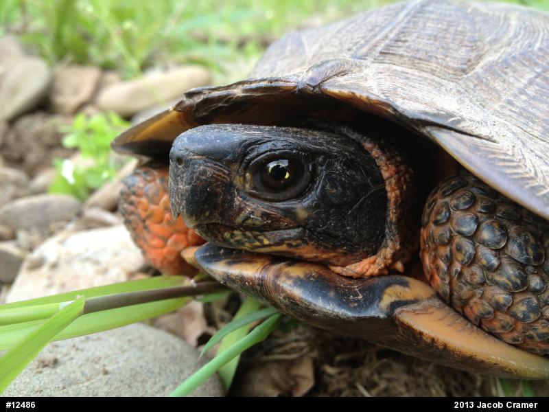 Wood Turtle