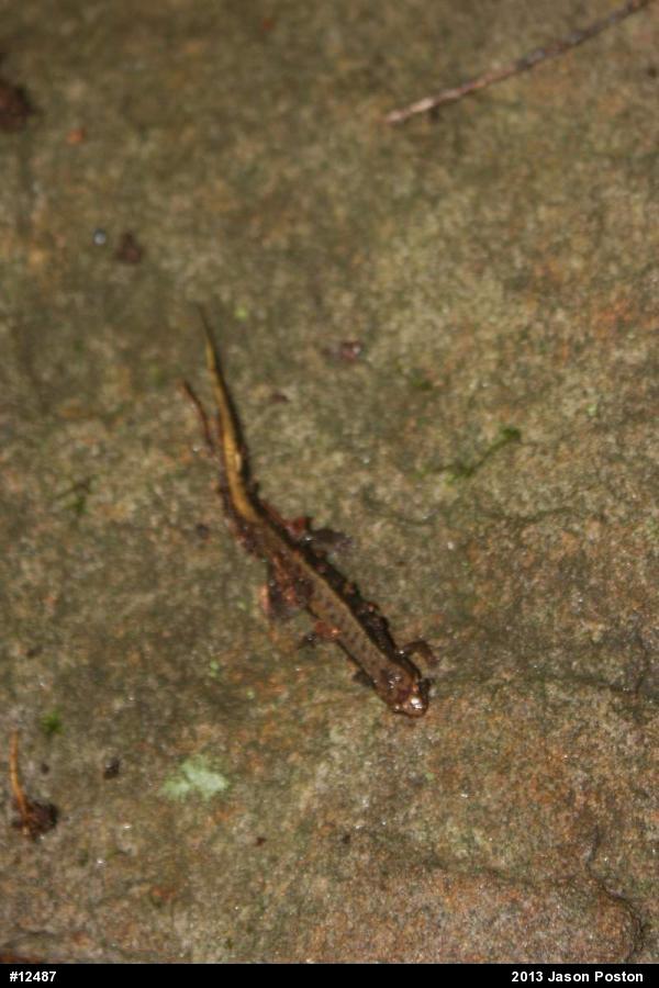Allegheny Mountain Dusky Salamander