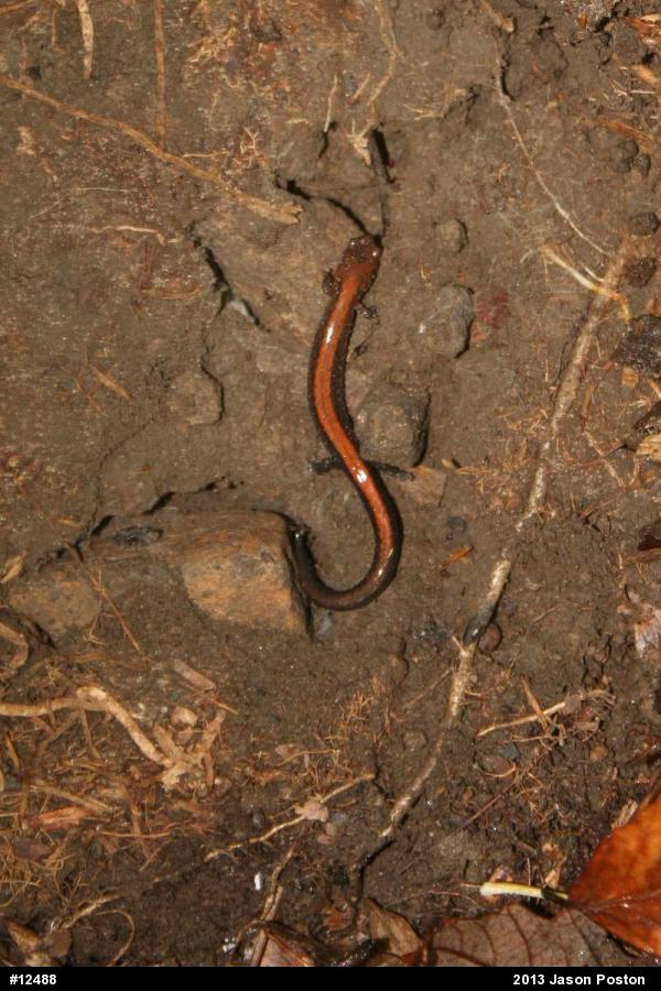 Eastern Red-backed  Salamander