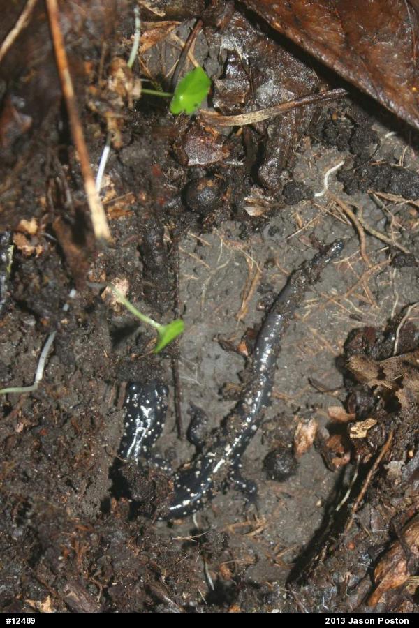 Northern Slimy Salamander