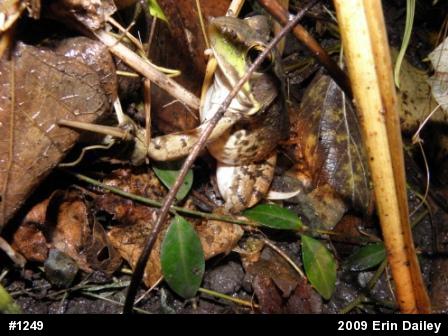 Green Frog