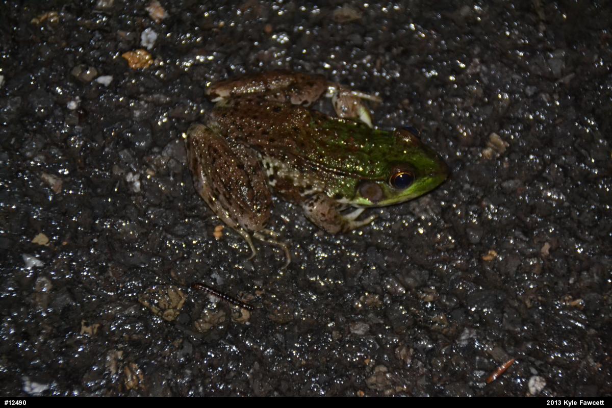 Green Frog