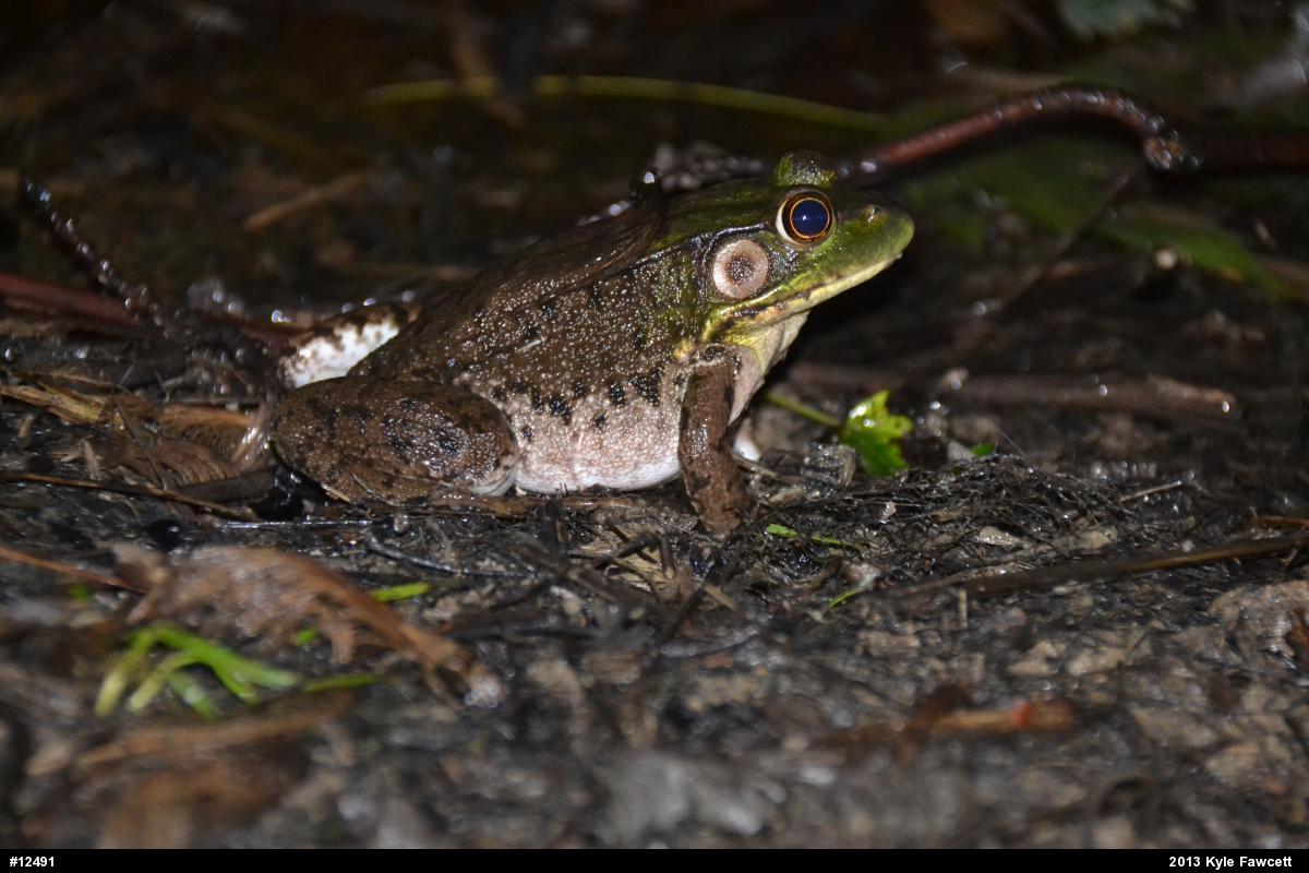 Green Frog