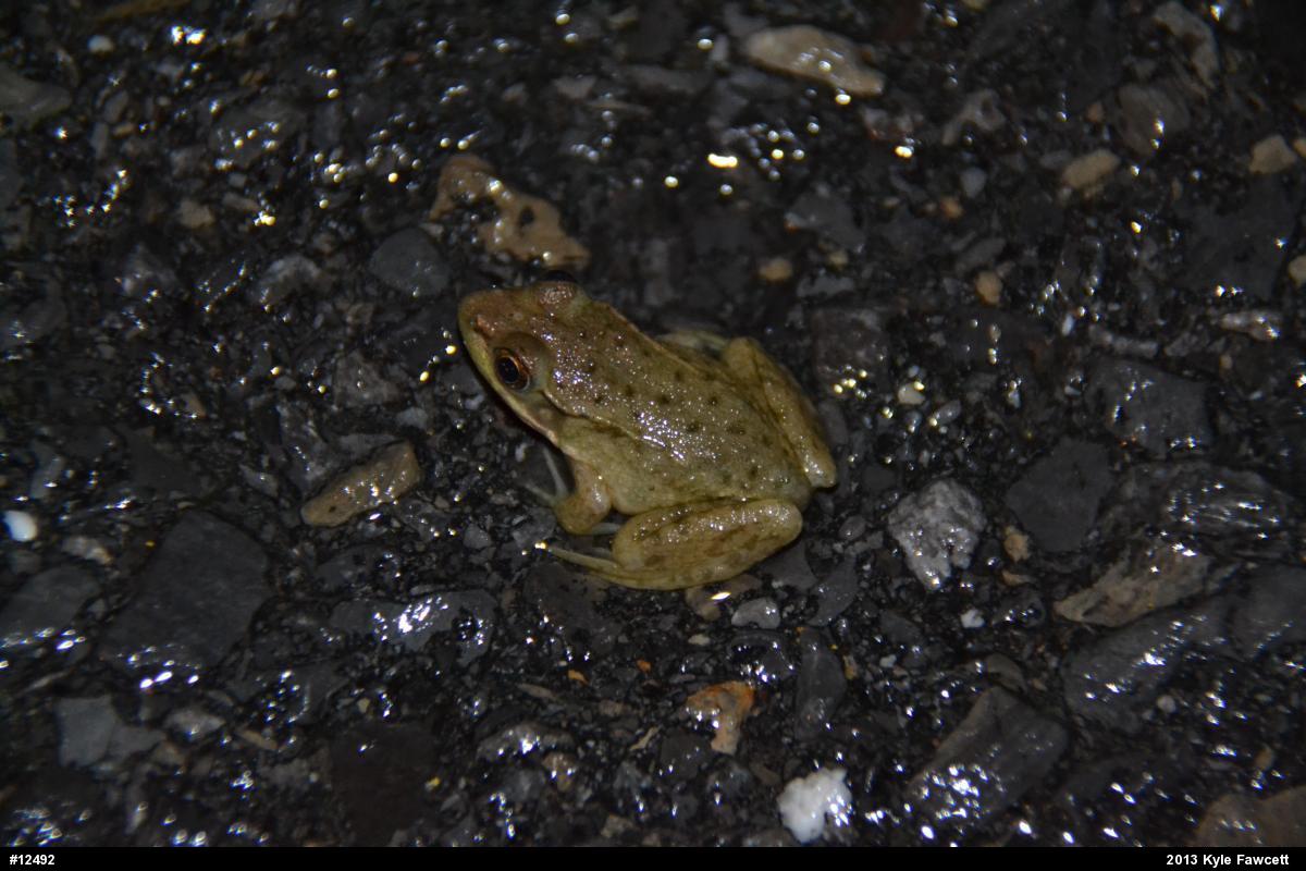 Green Frog