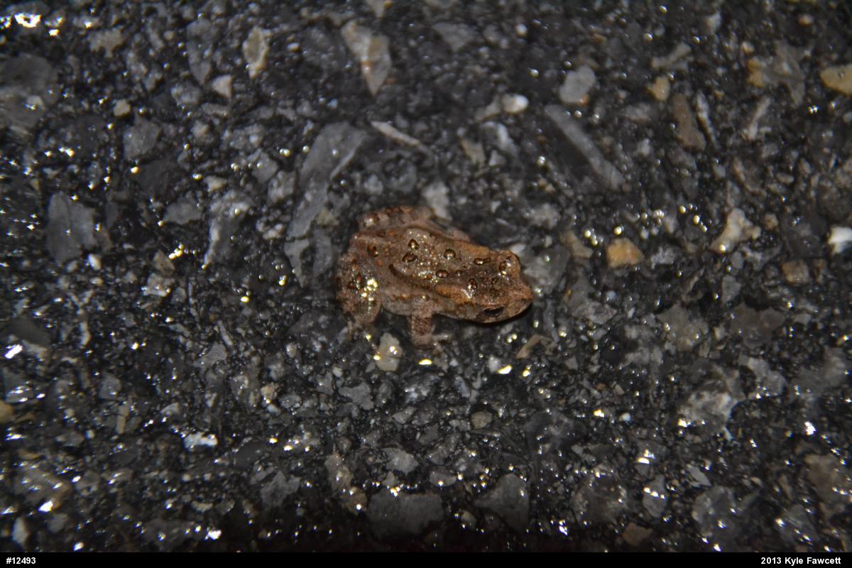 Eastern American Toad