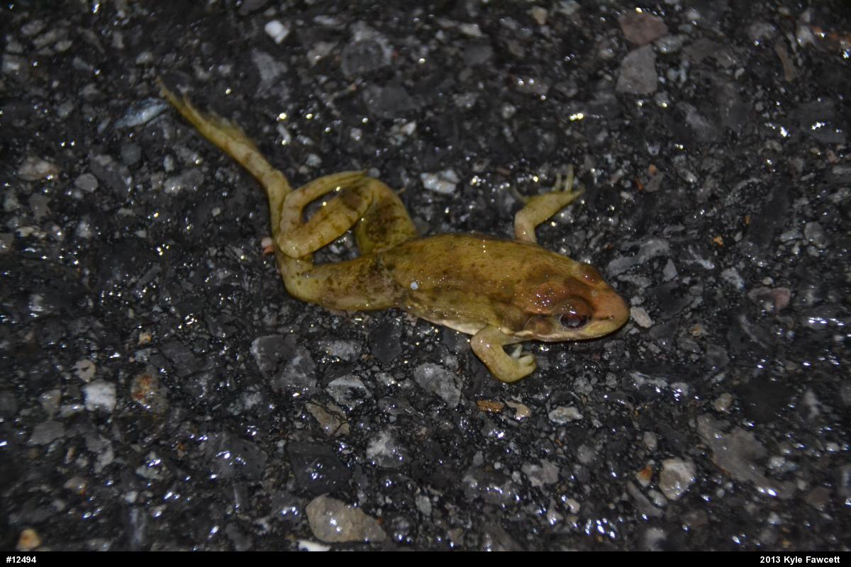 Green Frog