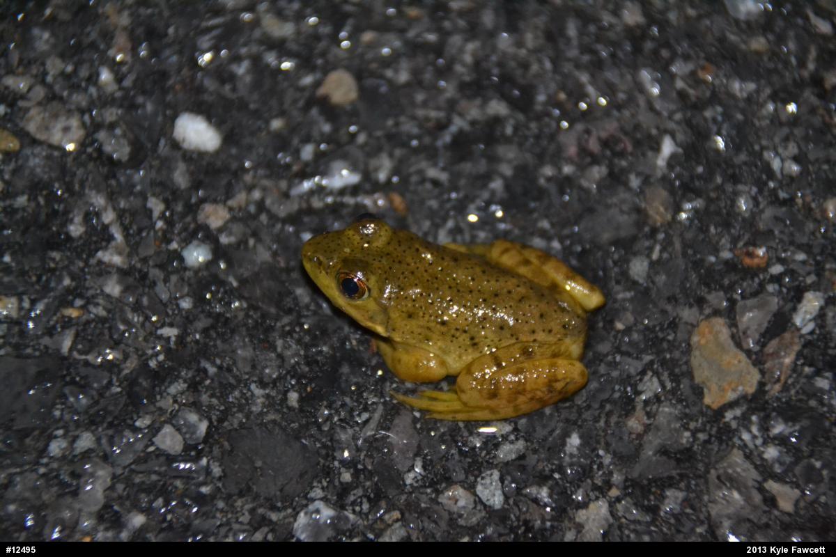 American Bullfrog