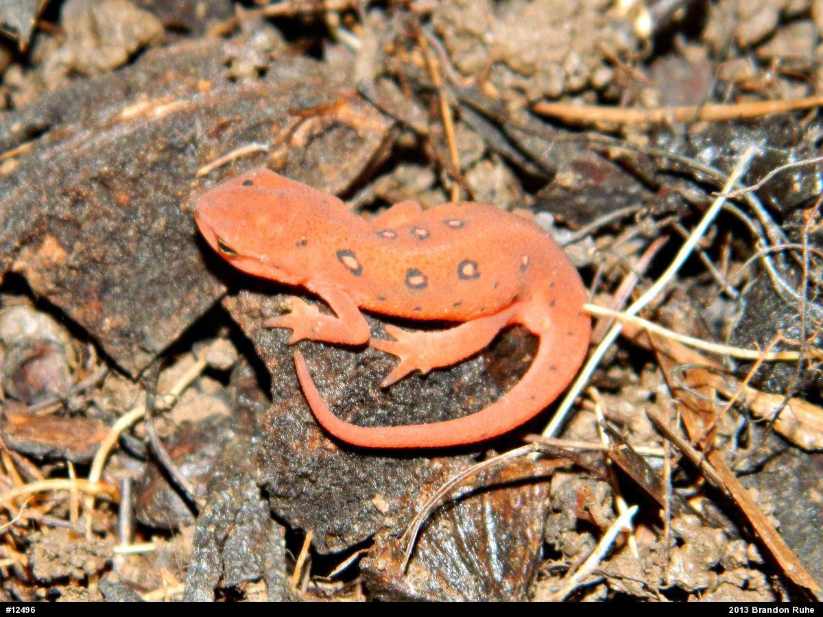 Red-spotted Newt