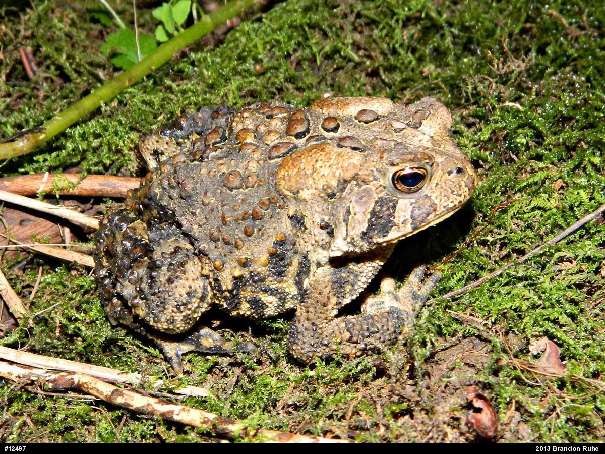 Eastern American Toad