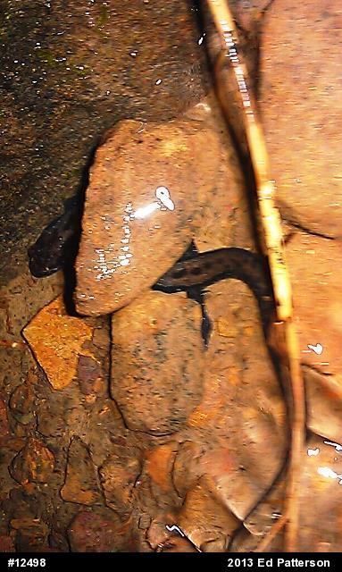 Allegheny Mountain Dusky Salamander