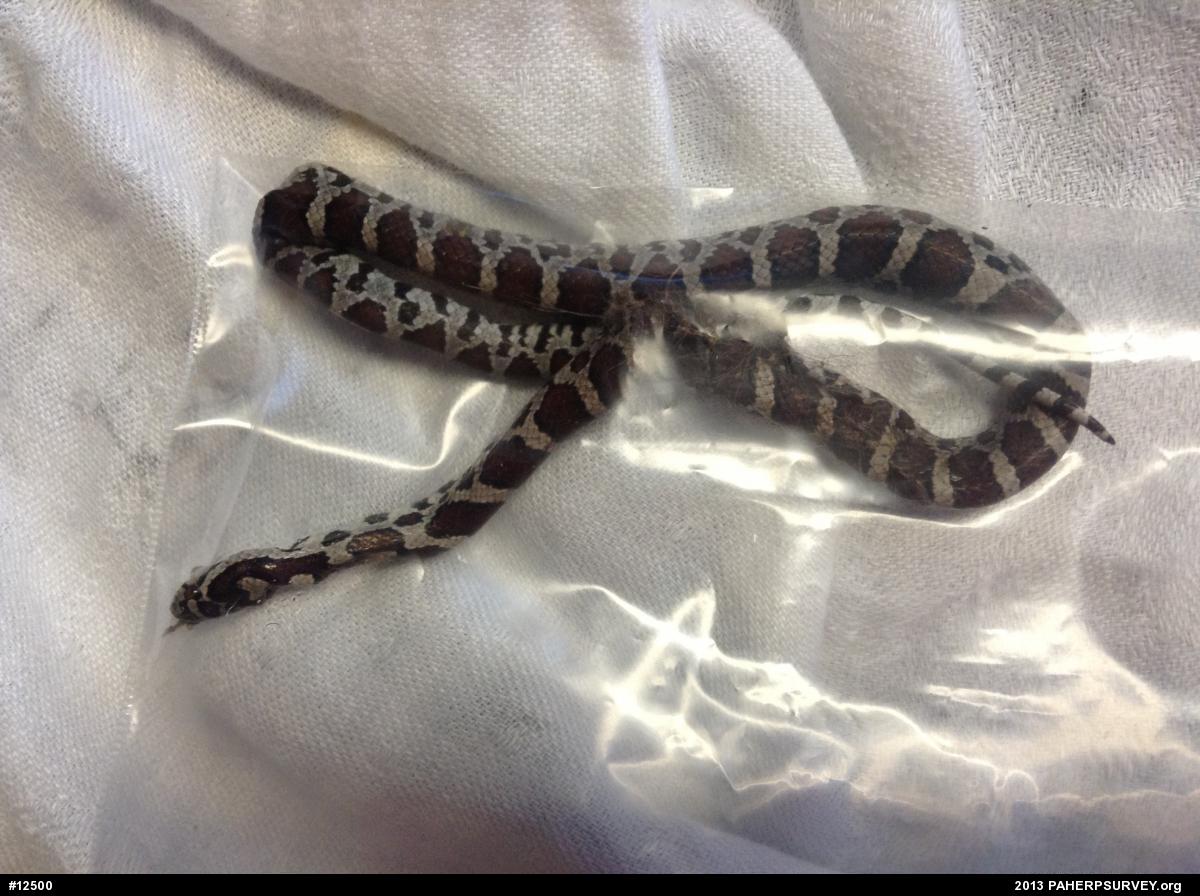Eastern Milksnake