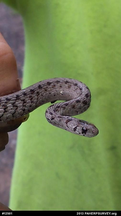 Dekay's Brownsnake
