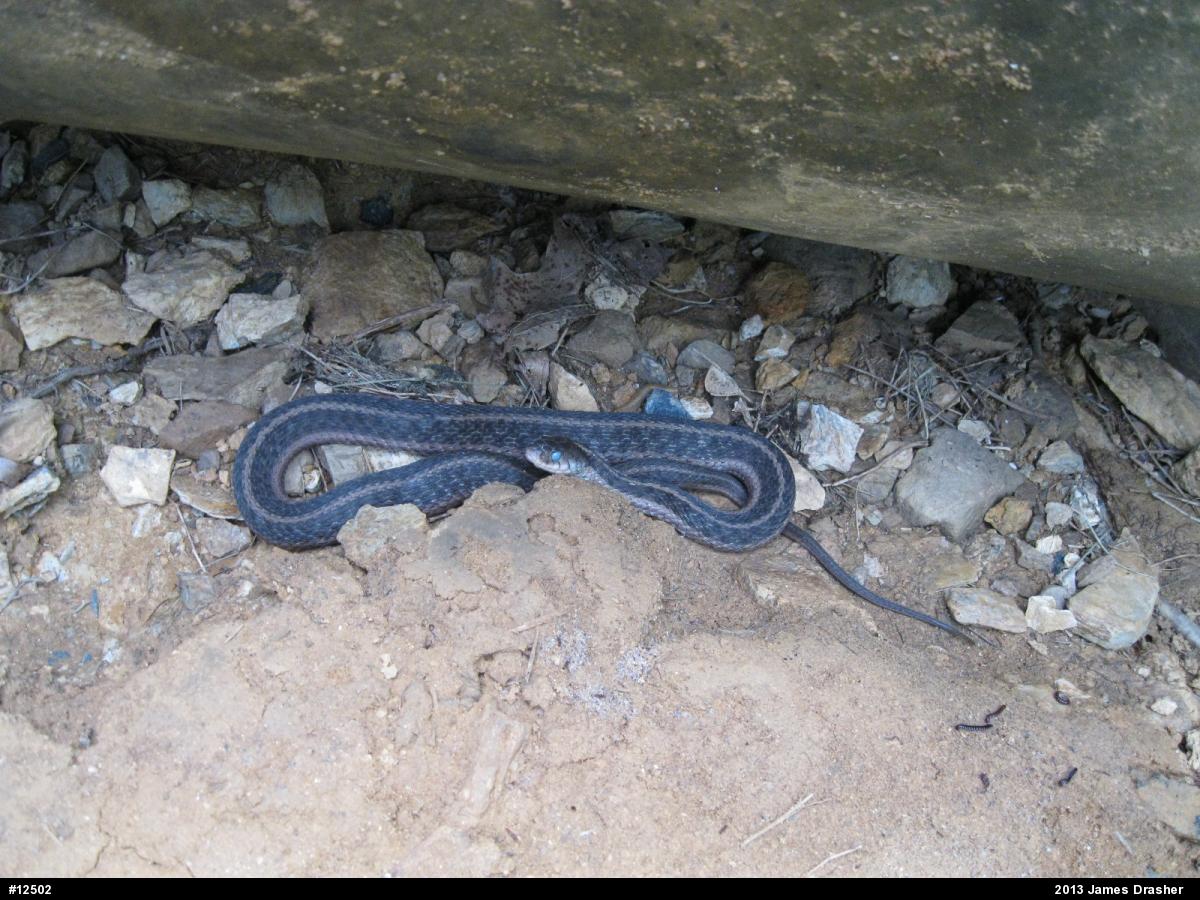 Eastern Gartersnake