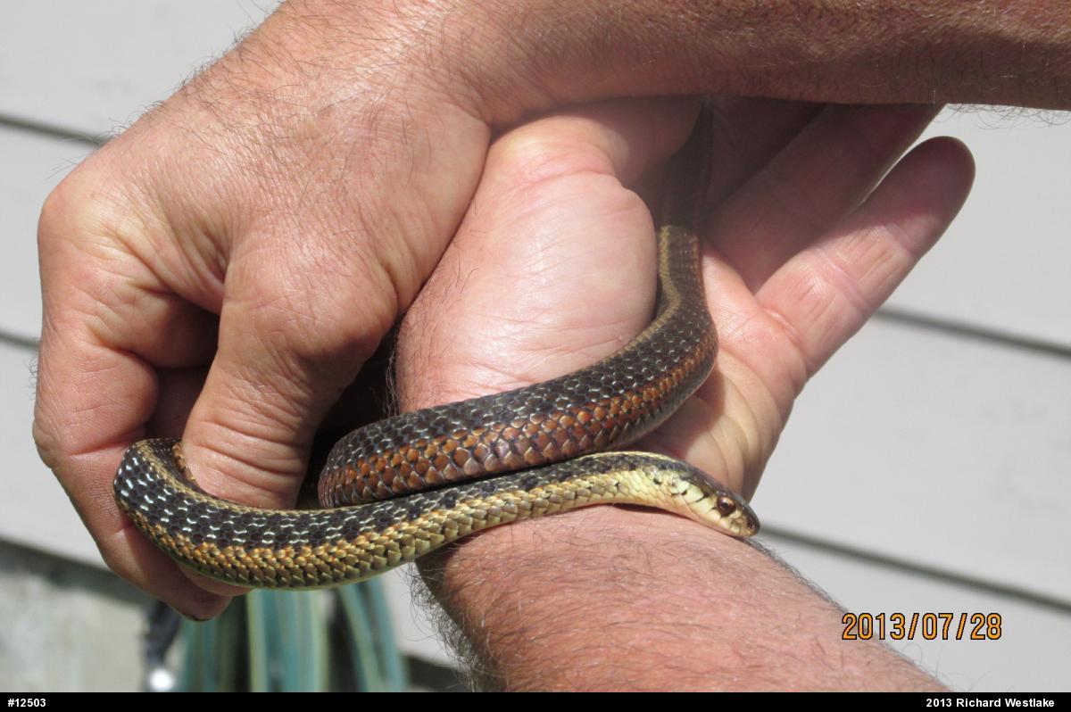 Eastern Gartersnake