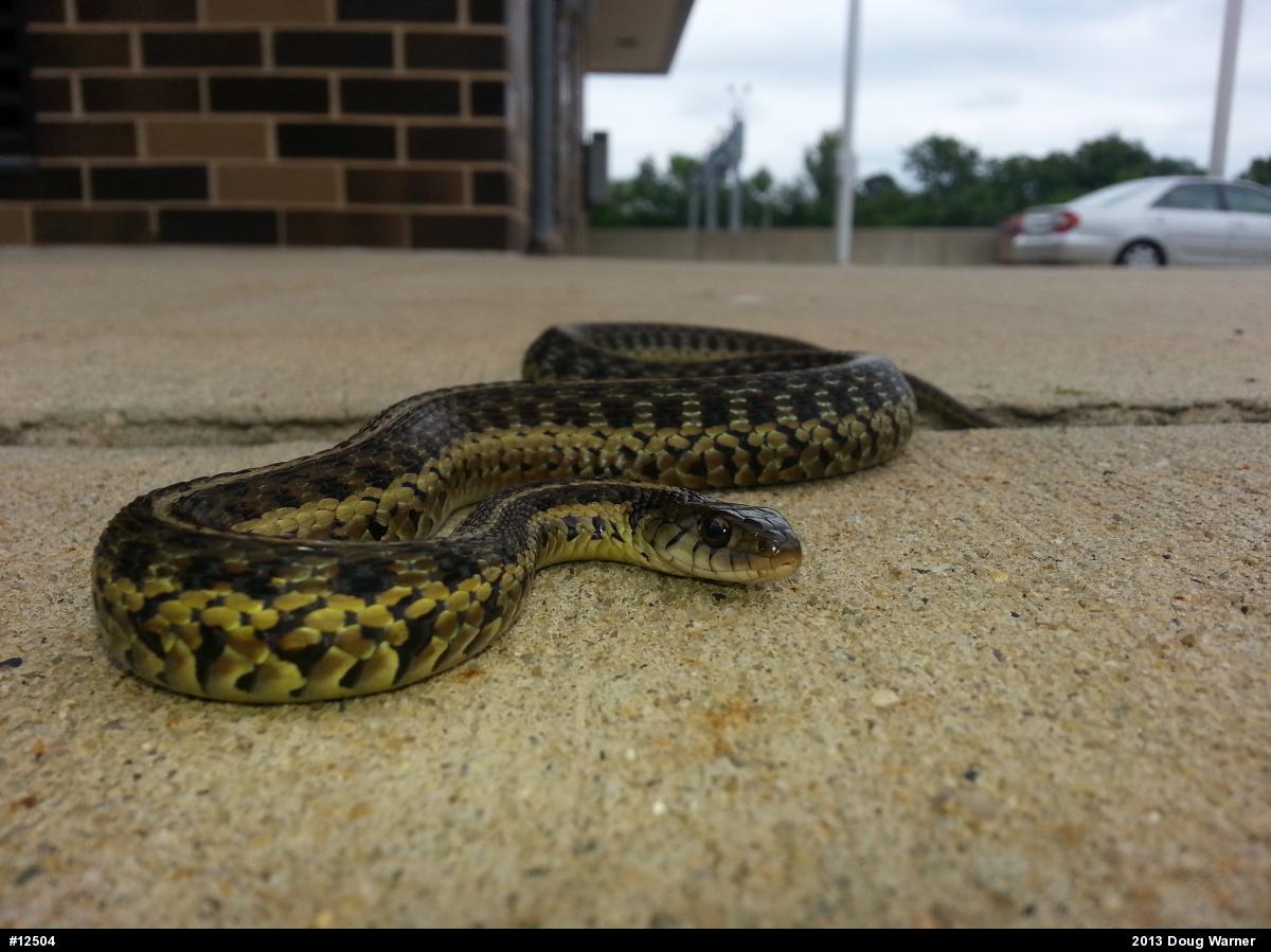 Eastern Gartersnake