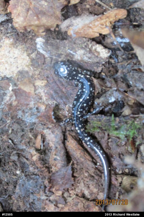 Northern Slimy Salamander