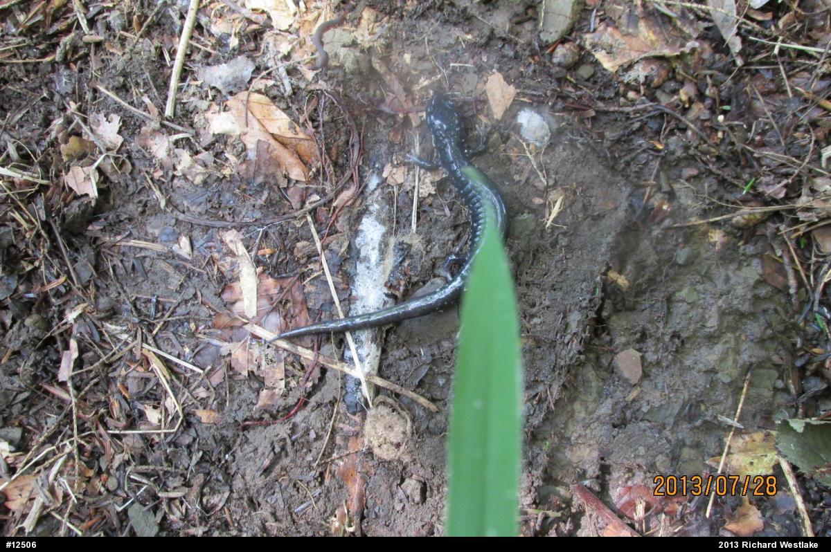 Wehrle's Salamander