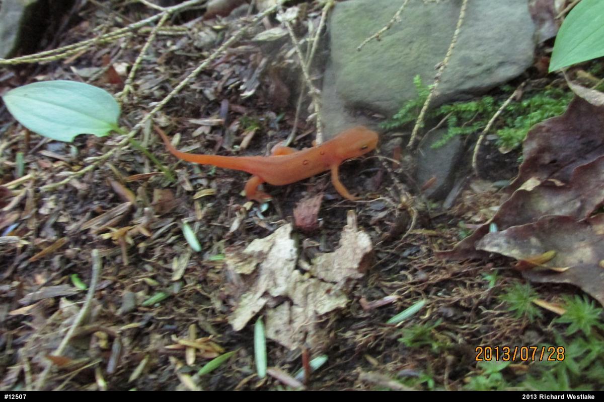 Red-spotted Newt