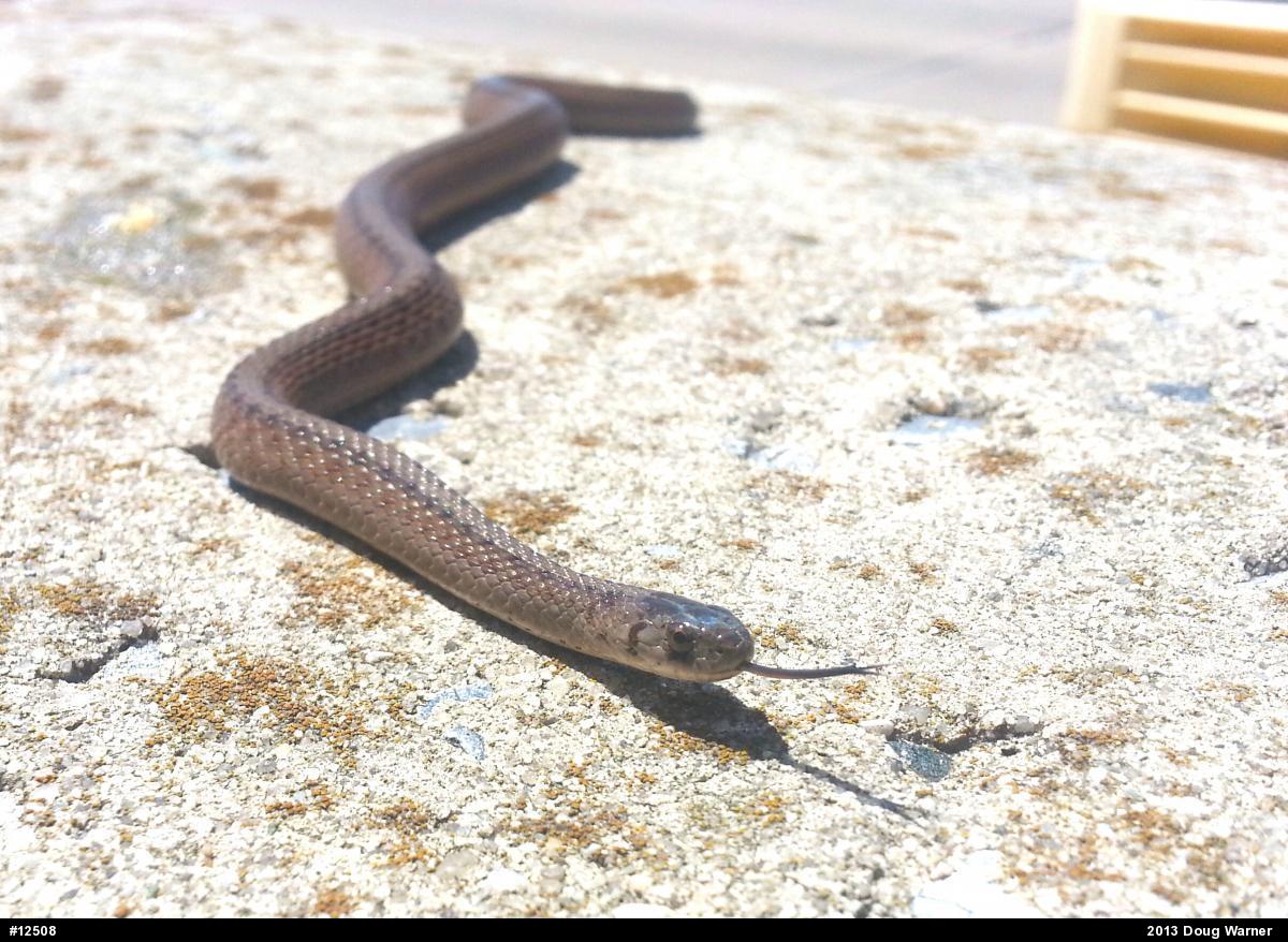 Dekay's Brownsnake