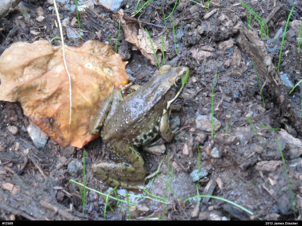 Green Frog