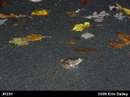 Green Frog