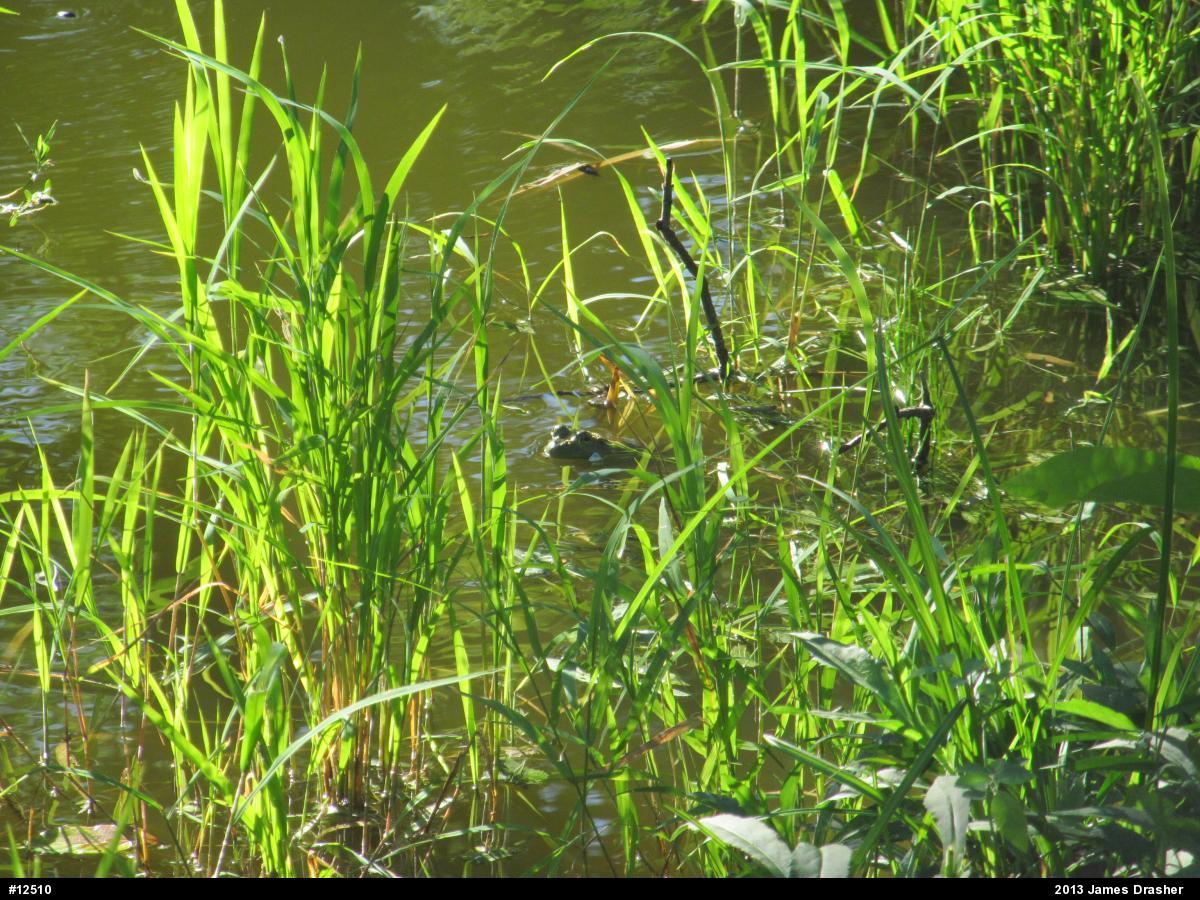 American Bullfrog