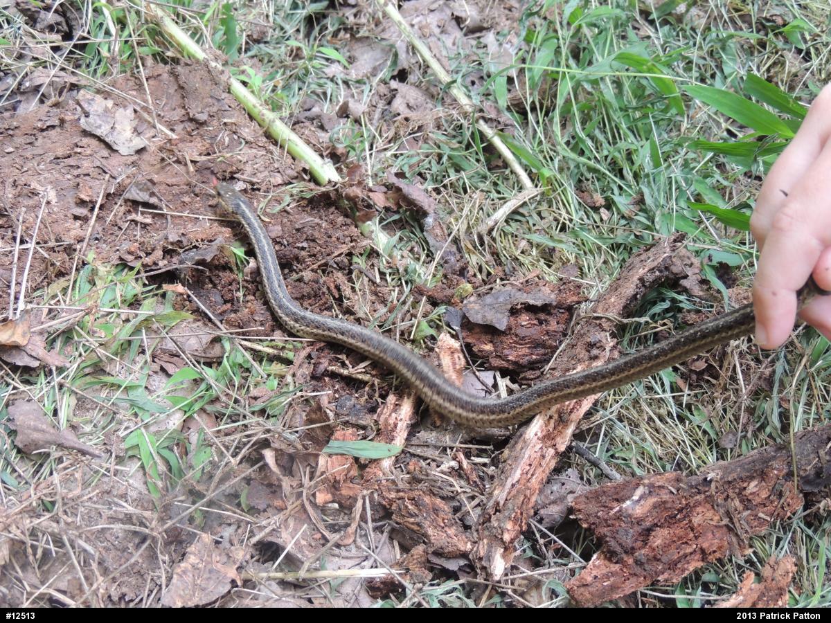 Eastern Gartersnake