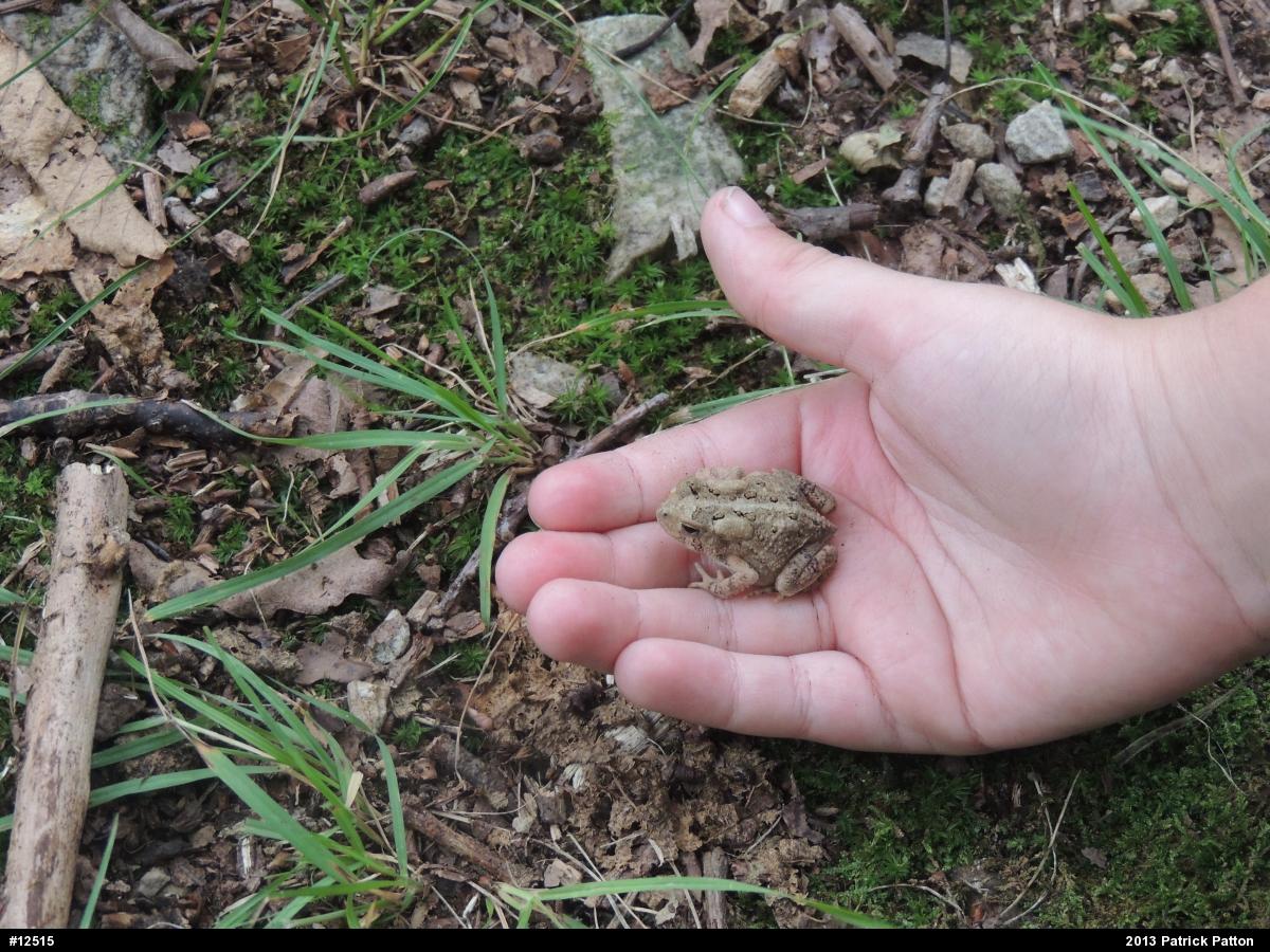 Eastern American Toad