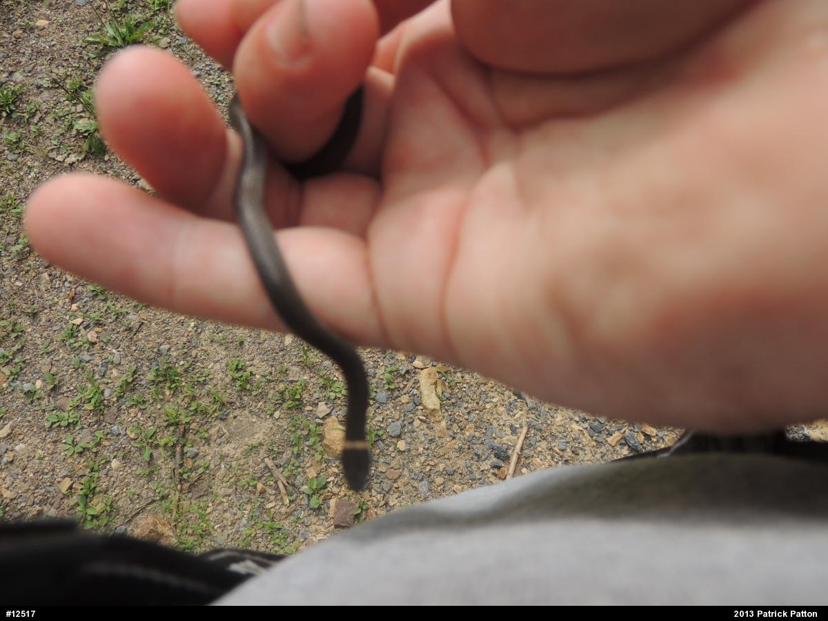 Northern Ring-necked Snake