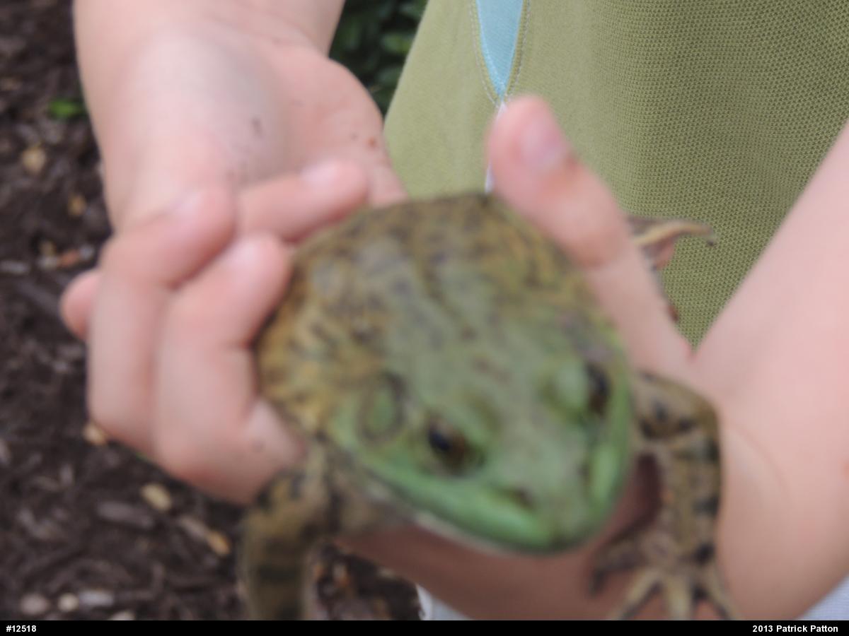 American Bullfrog