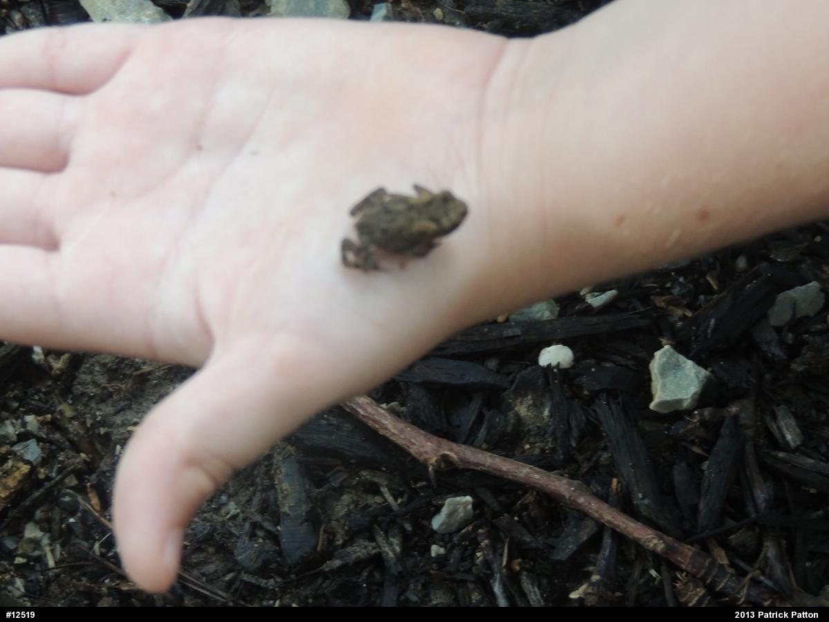 True Toads