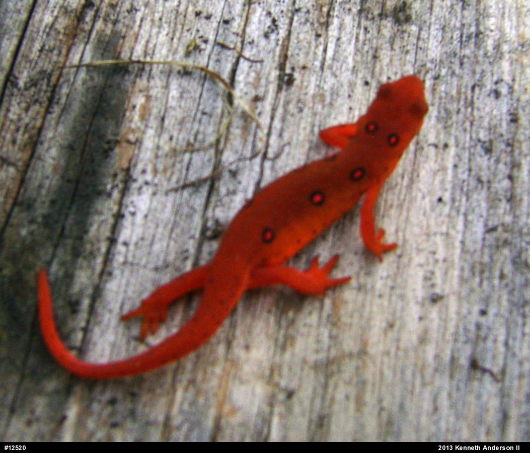 Red-spotted Newt
