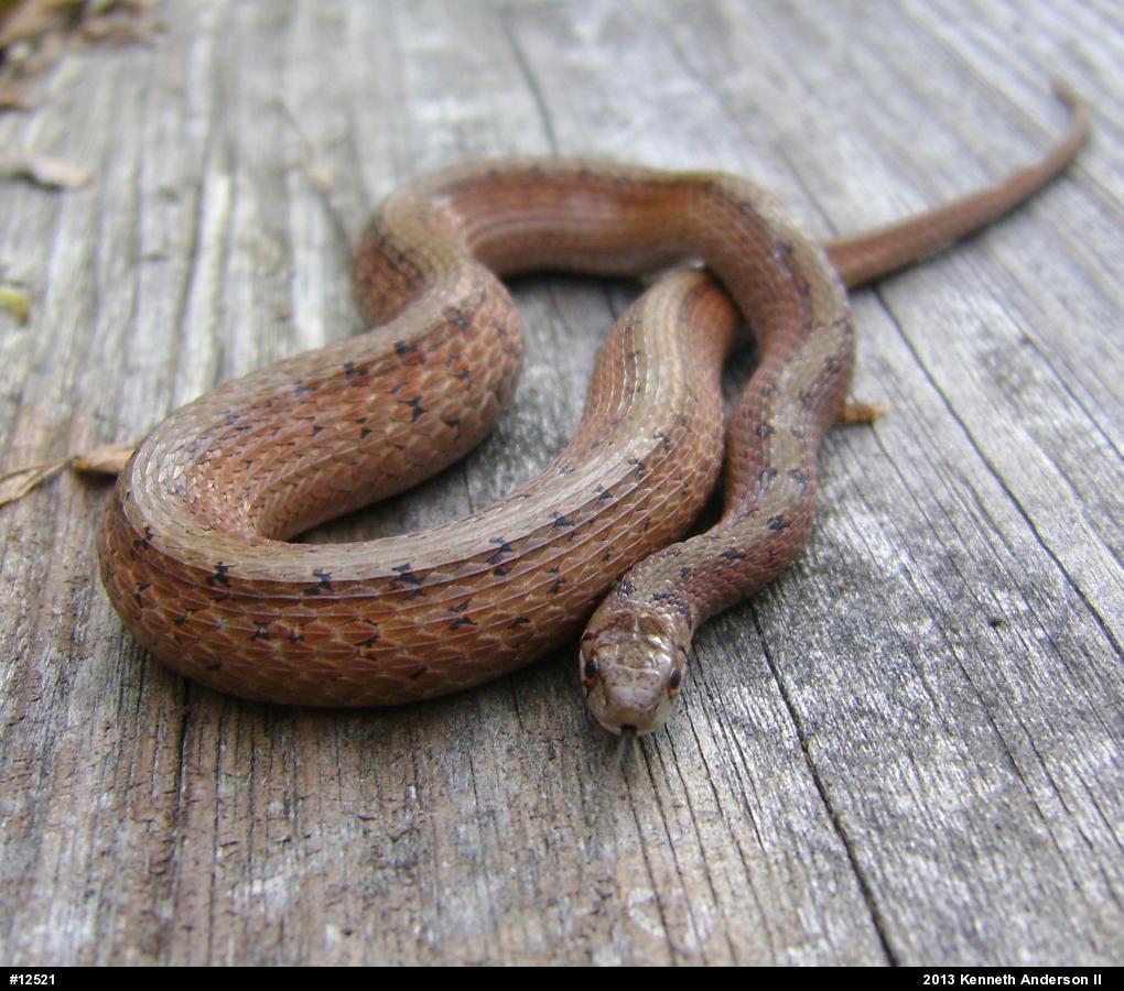 Dekay's Brownsnake